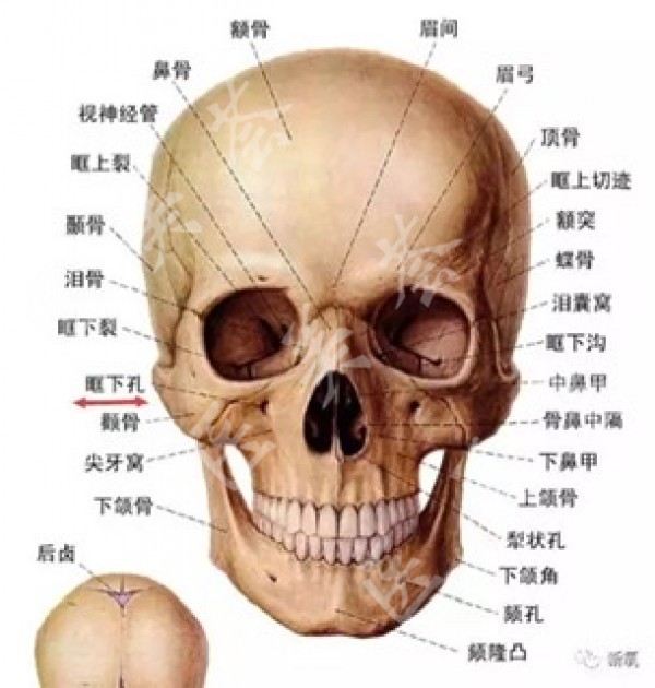 下颌切迹的准确位置图图片