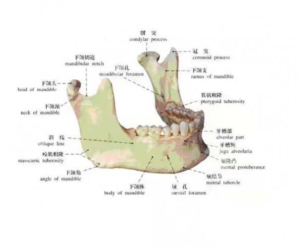 attachments-2021-02-M4vBCUEd602f7c8701312.jpeg