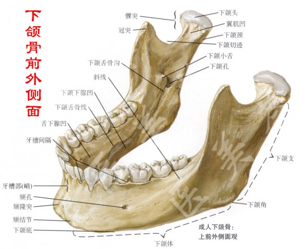 颚骨和颌骨图片