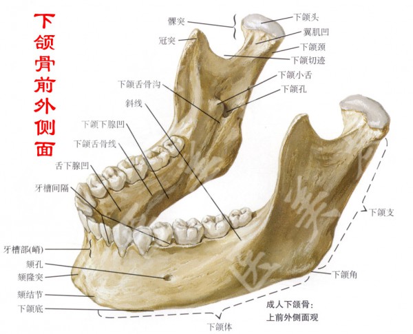 美人沟下巴骨骼图图片