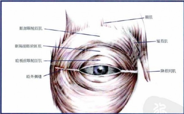 双眼皮解剖结构图解图片